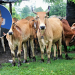 “นายฮ้อยกระเป๋าตุง กินเต็ม 2 ปีแรก” โครงการโคแสนล้านของรัฐบาล